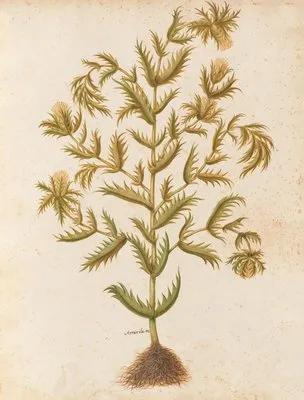 Piante varie Pl.03 (1650) (Piante varie Pl.03 (1650))