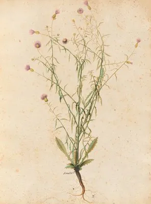 Piante varie Pl.04 (1650) (Piante varie Pl.04 (1650))