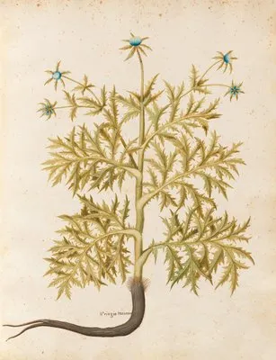 Piante varie Pl.06 (1650) (Piante varie Pl.06 (1650))