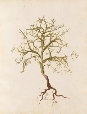 Piante varie Pl.07 (1650) (Piante varie Pl.07 (1650))