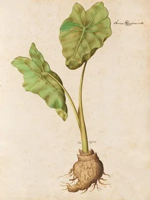 Piante varie Pl.10 (1650) (Piante varie Pl.10 (1650))