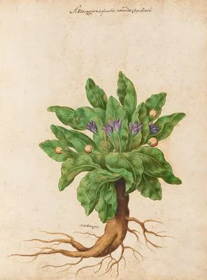 Piante varie Pl.11 (1650) (Piante varie Pl.11 (1650))