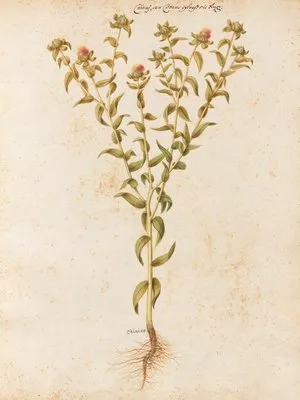 Piante varie Pl.12 (1650) (Piante varie Pl.12 (1650))