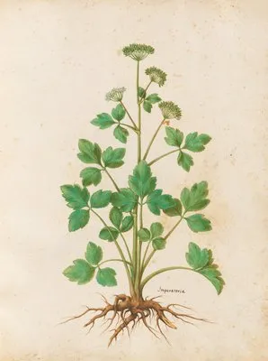 Piante varie Pl.13 (1650) (Piante varie Pl.13 (1650))