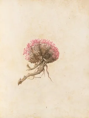 Piante varie Pl.14 (1650) (Piante varie Pl.14 (1650))