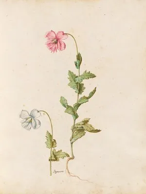 Piante varie Pl.17 (1650) (Piante varie Pl.17 (1650))
