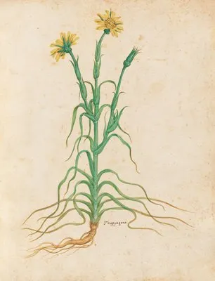 Piante varie Pl.18 (1650) (Piante varie Pl.18 (1650))