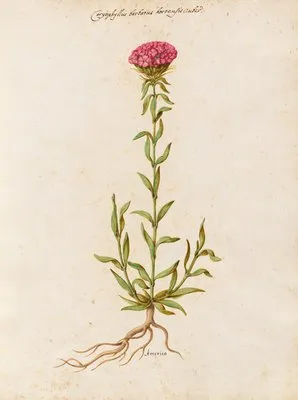Piante varie Pl.19 (1650) (Piante varie Pl.19 (1650))
