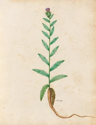 Piante varie Pl.20 (1650) (Piante varie Pl.20 (1650))
