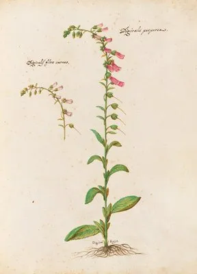 Piante varie Pl.21 (1650) (Piante varie Pl.21 (1650))