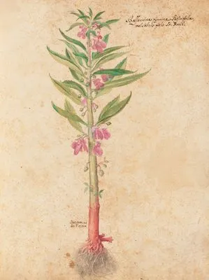 Piante varie Pl.22 (1650) (Piante varie Pl.22 (1650))