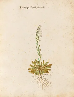 Piante varie Pl.23 (1650) (Piante varie Pl.23 (1650))