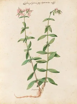 Piante varie Pl.24 (1650) (Piante varie Pl.24 (1650))