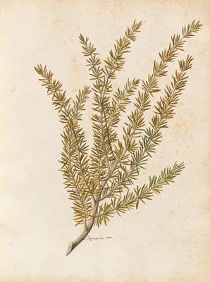 Piante varie Pl.25 (1650) (Piante varie Pl.25 (1650))