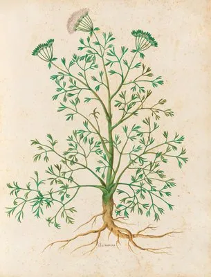 Piante varie Pl.26 (1650) (Piante varie Pl.26 (1650))