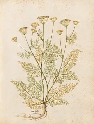 Piante varie Pl.27 (1650) (Piante varie Pl.27 (1650))