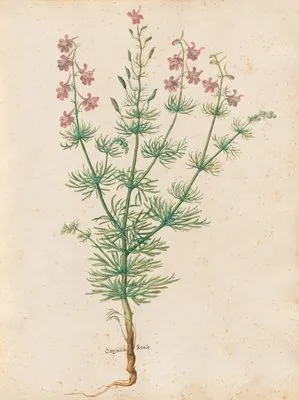 Piante varie Pl.30 (1650) (Piante varie Pl.30 (1650))