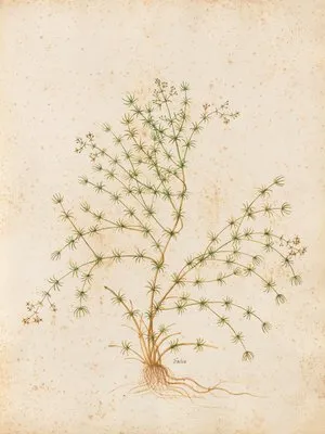 Piante varie Pl.31 (1650) (Piante varie Pl.31 (1650))