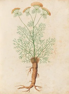 Piante varie Pl.32 (1650) (Piante varie Pl.32 (1650))