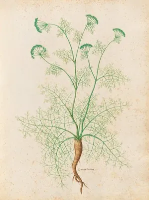 Piante varie Pl.33 (1650) (Piante varie Pl.33 (1650))
