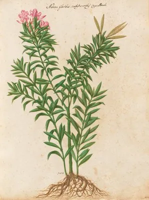Piante varie Pl.34 (1650) (Piante varie Pl.34 (1650))