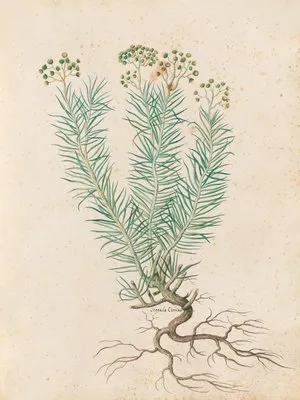 Piante varie Pl.35 (1650) (Piante varie Pl.35 (1650))