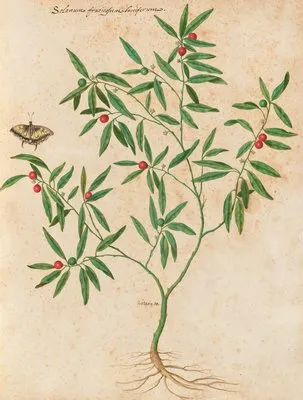 Piante varie Pl.38 (1650) (Piante varie Pl.38 (1650))