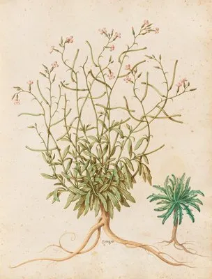 Piante varie Pl.40 (1650) (Piante varie Pl.40 (1650))