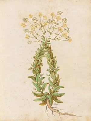 Piante varie Pl.41 (1650) (Piante varie Pl.41 (1650))