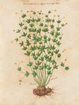 Piante varie Pl.42 (1650) (Piante varie Pl.42 (1650))