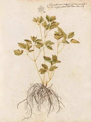 Piante varie Pl.43 (1650) (Piante varie Pl.43 (1650))