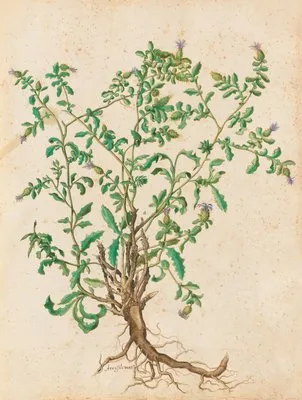 Piante varie Pl.45 (1650) (Piante varie Pl.45 (1650))