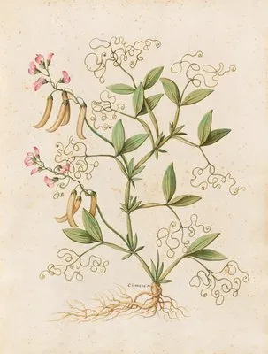 Piante varie Pl.46 (1650) (Piante varie Pl.46 (1650))