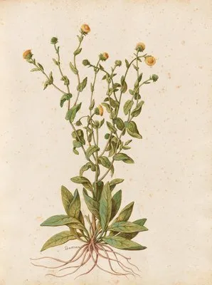 Piante varie Pl.47 (1650) (Piante varie Pl.47 (1650))