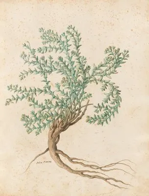 Piante varie Pl.49 (1650)