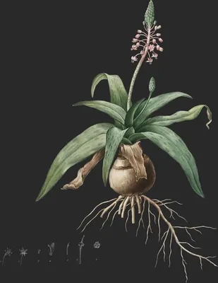Lachenalia Lanceæfolia