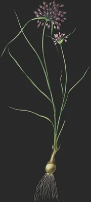 Allium Paniculatum (Ail en Panicule)
