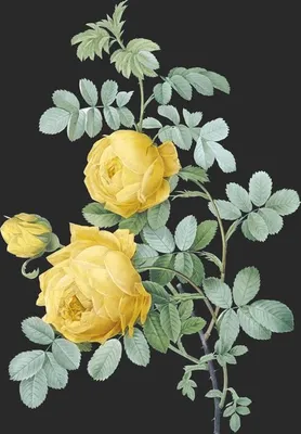 Rosa Sulfurea (Le Rosier Jaune de soufre)
