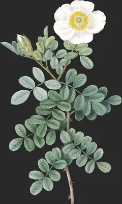 Rosa Bracteata