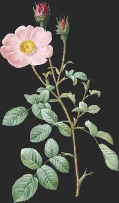 Rosa Muscosa (Rosier Mousseux)