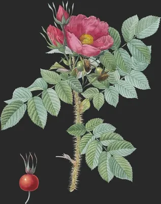 Rosa Kamtchatica (Rosier du Kamtschatca)