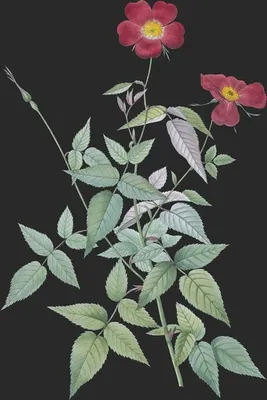 Rosa Indica (Le Rosier des Indes)