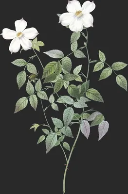 Rosa Indica Acuminata (Le Rosier des Indes)