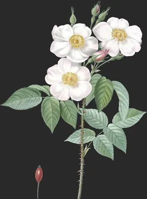 Rosa Damascena var Subalba (Le Rosier de Damas)
