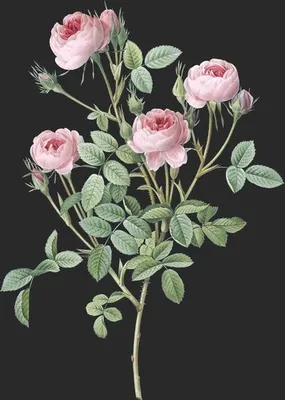 Rosa Pomponia (Le Rosier Pompon)
