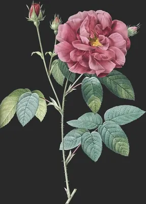 Rosa Gallica (Le Rosier de Provins Ordinaire)
