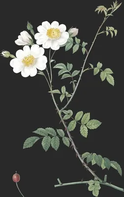 Rosa Arvensis var Ovata (Le Rosier des Champs)