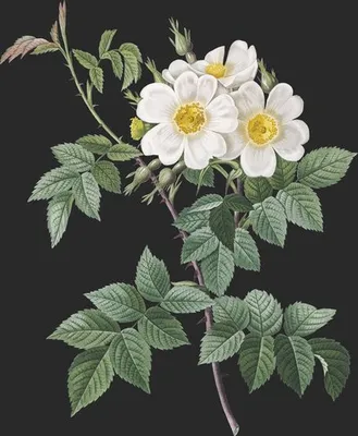 Rosa Brevistyla var Leucochroa (Le Rosier a Court Style)