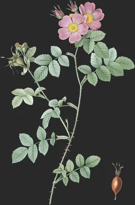 Rosa Rubiginosa var Triflora