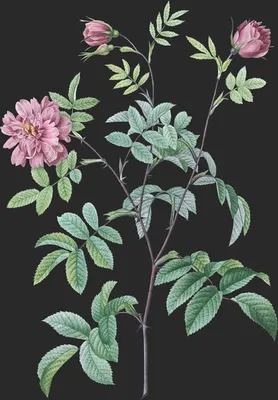 Rosa Cinnamomea var Majalis (Le Rosier de Mai)